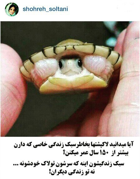 اخبار,اخبارفرهنگی ,تصاویر بازیگران 