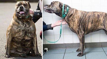 اخبار,اخبار گوناگون,باشگاه تناسب اندام حیوانات