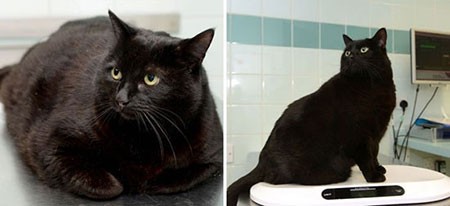 اخبار,اخبار گوناگون,باشگاه تناسب اندام حیوانات