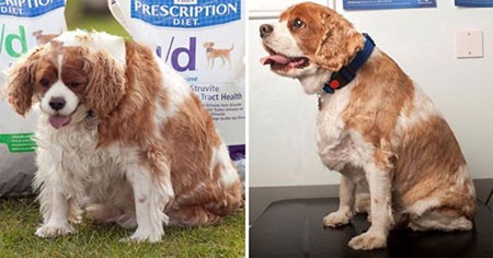 اخبار,اخبار گوناگون,باشگاه تناسب اندام حیوانات