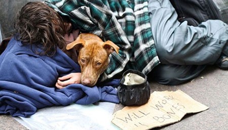 اخبار,اخبار گوناگون,برای سگها مهم نیست شما چقدر پولدارید!