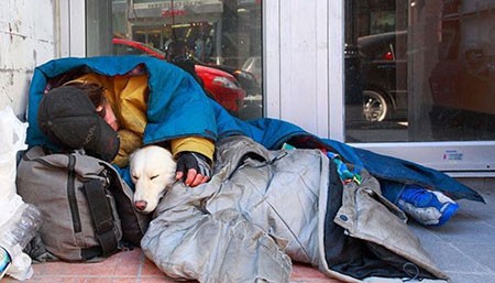 اخبار,اخبار گوناگون,برای سگها مهم نیست شما چقدر پولدارید!