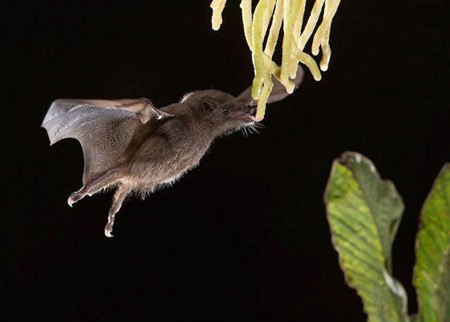 اخبار , اخبار گوناگون,حیوانات باغ وحش,تصاویری از حیوانات باغ وحش