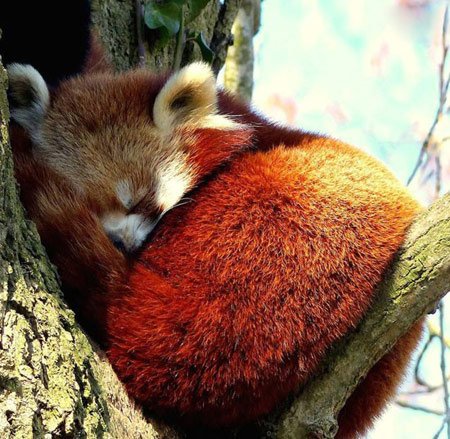 اخبار , اخبار گوناگون,حیوانات باغ وحش,تصاویری از حیوانات باغ وحش