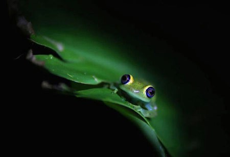 اخبار , اخبار گوناگون,حیوانات باغ وحش,تصاویری از حیوانات باغ وحش