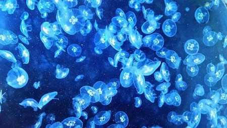 اخبار , اخبار گوناگون,حیوانات باغ وحش,تصاویری از حیوانات باغ وحش