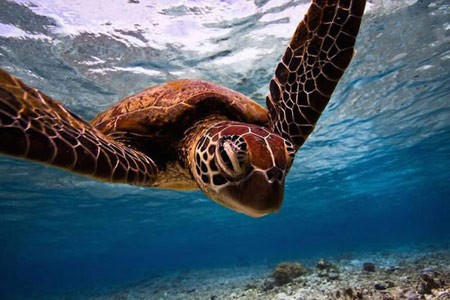 اخبار , اخبار گوناگون,حیوانات باغ وحش,تصاویری از حیوانات باغ وحش