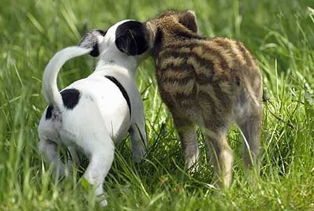 این دو دوست، فعلا جثه‌های مشابه و هم‌اندازه‌ای دارند