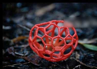  عجیب ترین قارچ سمی جهان + عکس 
