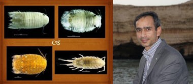  کشف و ثبت جهانی چهار گونه جانوری جدید در خلیج فارس و دریای عمان 