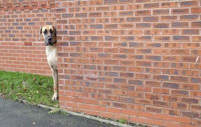 اخبار,اخبار گوناگون,سگ غول پیکر