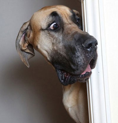 اخبار,اخبار گوناگون,سگ غول پیکر