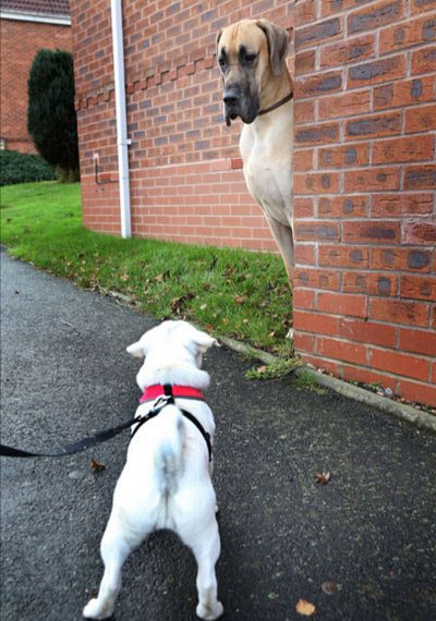 اخبار,اخبار گوناگون,سگ غول پیکر