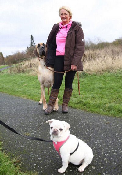 اخبار,اخبار گوناگون,سگ غول پیکر