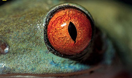 اخبار گوناگون,اخبار گوناگون,چشم اخبار گوناگون,اخبار گوناگون,چشم