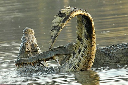 اخبار گوناگون,خبر های گوناگون,تمساح