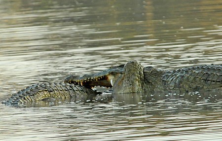 اخبار گوناگون,خبر های گوناگون,تمساح