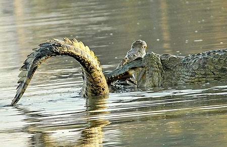 اخبار گوناگون,خبر های گوناگون,تمساح