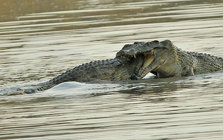 اخبار گوناگون,خبر های گوناگون,تمساح