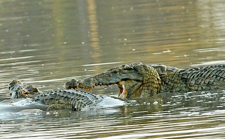 اخبار گوناگون,خبر های گوناگون,تمساح