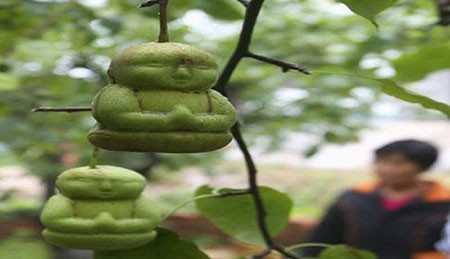 اخبار,اخبار گوناگون,گلابی‌