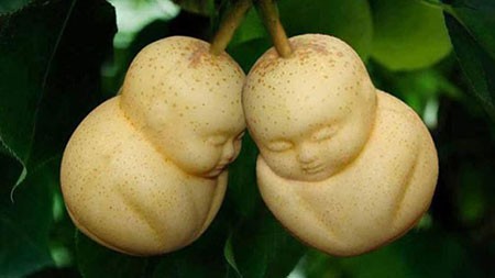 اخبار,اخبار گوناگون,گلابی‌