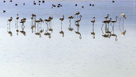 اخبار گوناگون,خبر های گوناگون,تالاب حسنلو و تالاب کانی