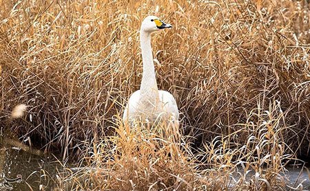 اخبار گوناگون,خبر های گوناگون,تالاب حسنلو و تالاب کانی