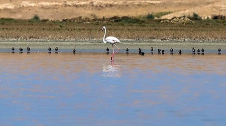 اخبار گوناگون,خبر های گوناگون,تالاب حسنلو و تالاب کانی