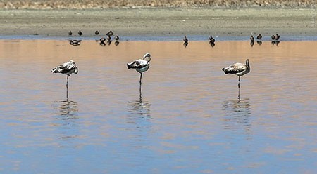اخبار گوناگون,خبر های گوناگون,تالاب حسنلو و تالاب کانی