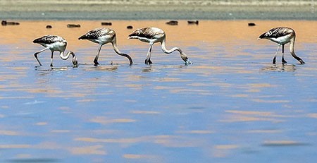 اخبار گوناگون,خبر های گوناگون,تالاب حسنلو و تالاب کانی