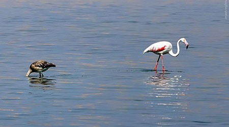 اخبار گوناگون,خبر های گوناگون,تالاب حسنلو و تالاب کانی