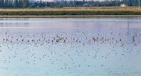 اخبار گوناگون,خبر های گوناگون,تالاب حسنلو و تالاب کانی