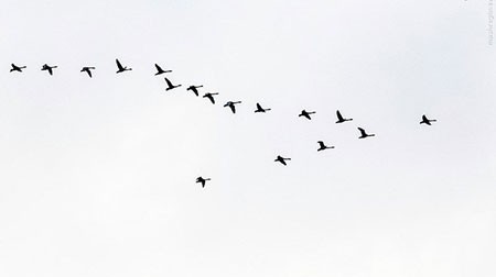 اخبار گوناگون,خبر های گوناگون,تالاب حسنلو و تالاب کانی