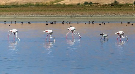 اخبار گوناگون,خبر های گوناگون,تالاب حسنلو و تالاب کانی