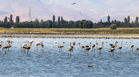 اخبار گوناگون,خبر های گوناگون,تالاب حسنلو و تالاب کانی