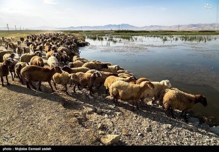 اخبار گوناگون,خبر های گوناگون,تالاب حسنلو و تالاب کانی