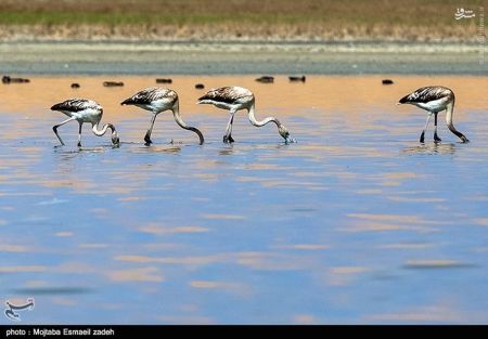 اخبار گوناگون,خبر های گوناگون,تالاب حسنلو و تالاب کانی