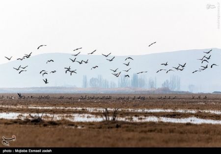 اخبار گوناگون,خبر های گوناگون,تالاب حسنلو و تالاب کانی