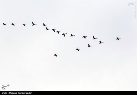 اخبار گوناگون,خبر های گوناگون,تالاب حسنلو و تالاب کانی