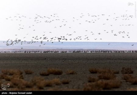 اخبار گوناگون,خبر های گوناگون,تالاب حسنلو و تالاب کانی