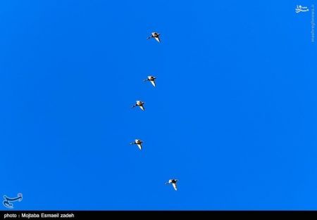 اخبار گوناگون,خبر های گوناگون,تالاب حسنلو و تالاب کانی