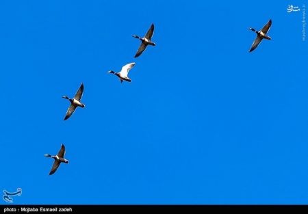 اخبار گوناگون,خبر های گوناگون,تالاب حسنلو و تالاب کانی