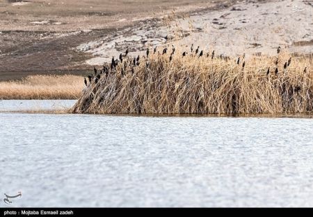 اخبار گوناگون,خبر های گوناگون,تالاب حسنلو و تالاب کانی