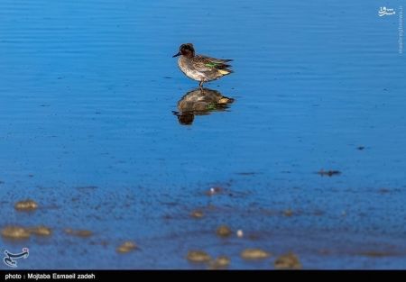 اخبار گوناگون,خبر های گوناگون,تالاب حسنلو و تالاب کانی