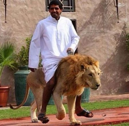 اخبار گوناگون,خبر های گوناگون,حیوانات خانگی