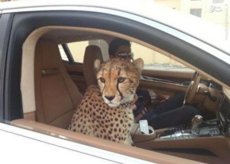 اخبار گوناگون,خبر های گوناگون,حیوانات خانگی