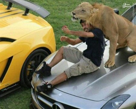 اخبار گوناگون,خبر های گوناگون,حیوانات خانگی