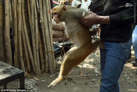 اخبار گوناگون,خبر های گوناگون,میمون‌