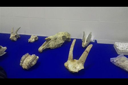 اخبار گوناگون,خبر های گوناگون,فسیل‌